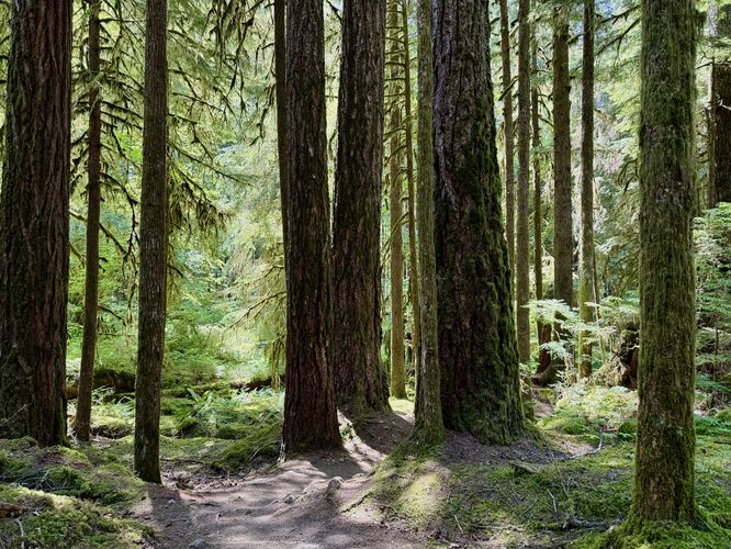 Ancient Groves trail begins winding through the forest