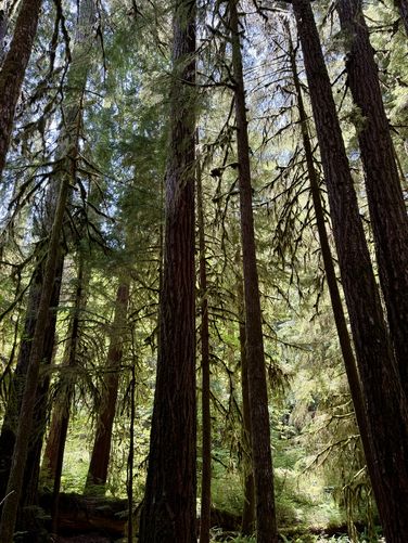 Tall hemlock trees reach for the sky