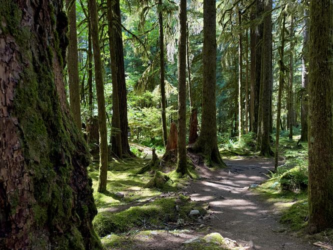 Vibrant mosses along the Ancient Groves trail