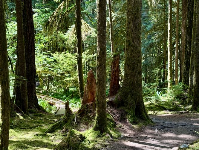 Picture 7 of Ancient Groves Trail