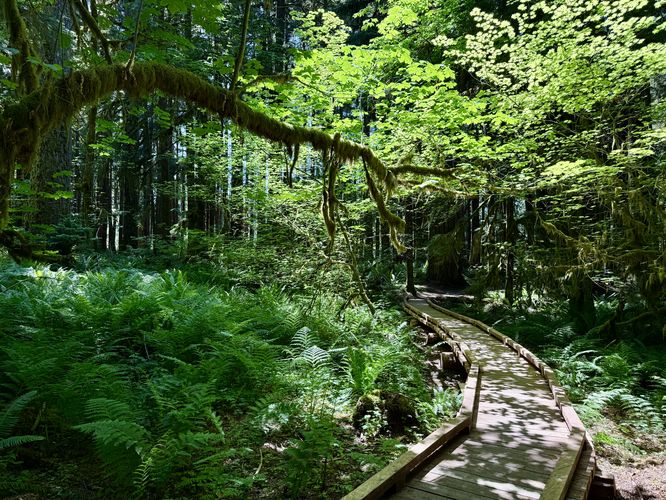 Scenic footbridge passes through the lush rainforest