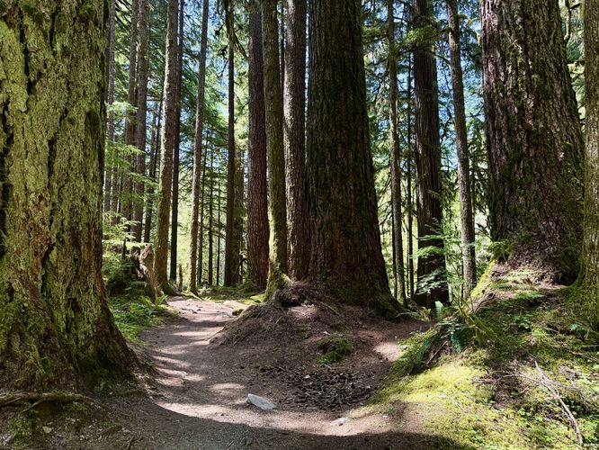 Old-growth douglas fir trees (approx. 750-years old)