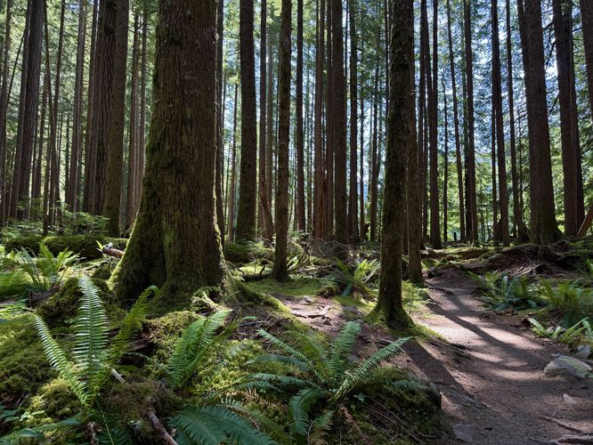 Ancient Groves Trail default picture