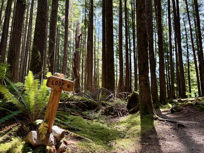 Ancient Groves loop begins