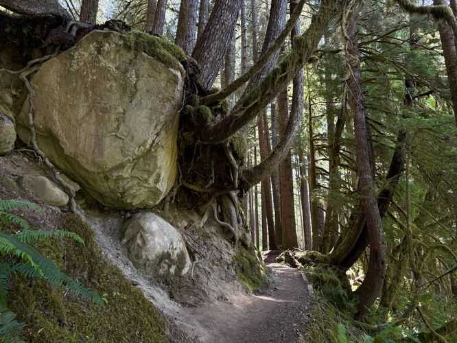 Picture 14 of Ancient Groves Trail