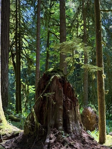 Moss-covered hemlock sapling growing from a dead stump