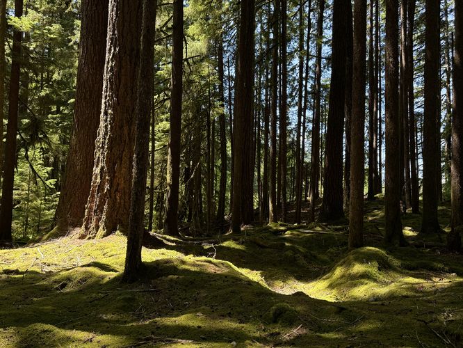 Rolling carpets of vibrant green mosses