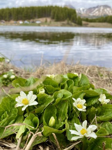 Wildflowers growing along Andrews Lake