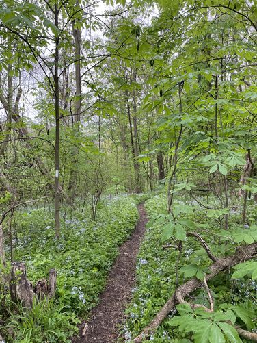 Picture 4 of Angels Rest Woods Hole Hostel Hike 042121