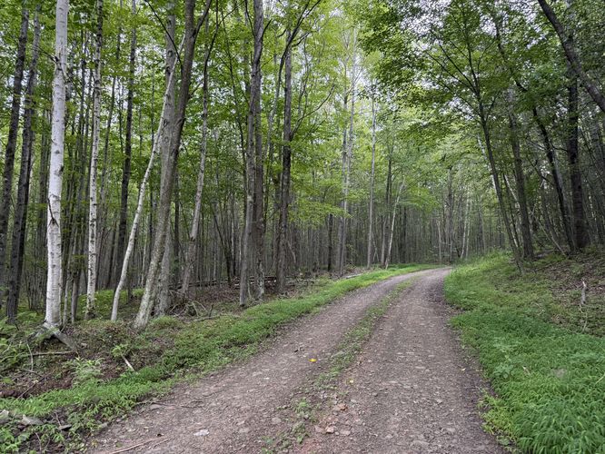 Picture 2 of Ansonia Knob Log Cut July 20 2025