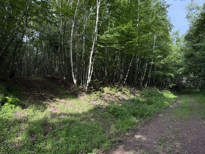 Picture 3 of Ansonia Knob Log Cut July 20 2025