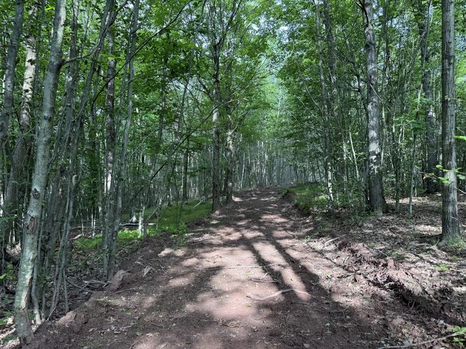 Picture 4 of Ansonia Knob Log Cut July 20 2025