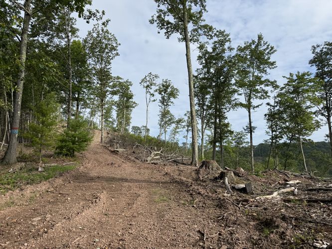 Picture 5 of Ansonia Knob Log Cut July 20 2025