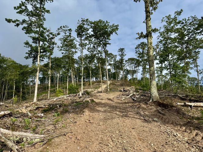 Picture 7 of Ansonia Knob Log Cut July 20 2025