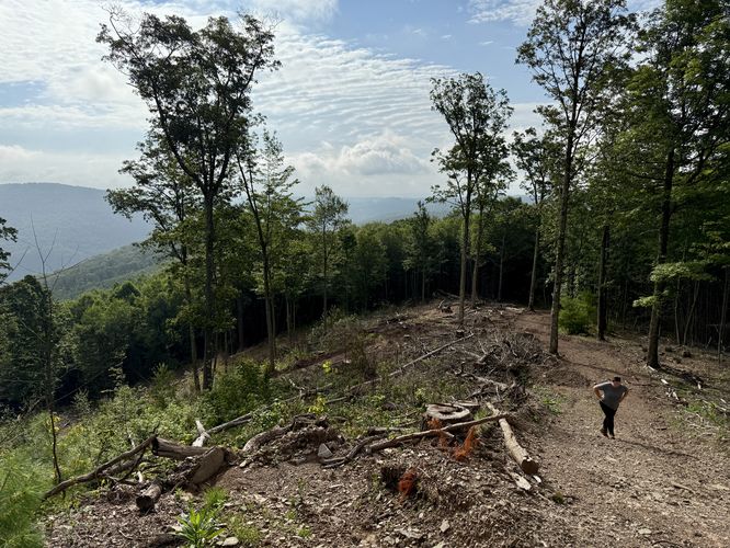 Picture 8 of Ansonia Knob Log Cut July 20 2025