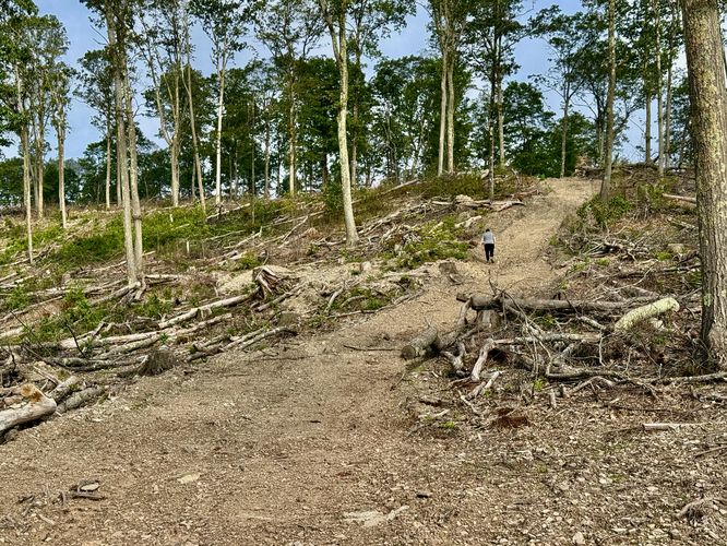 Picture 13 of Ansonia Knob Log Cut July 20 2025
