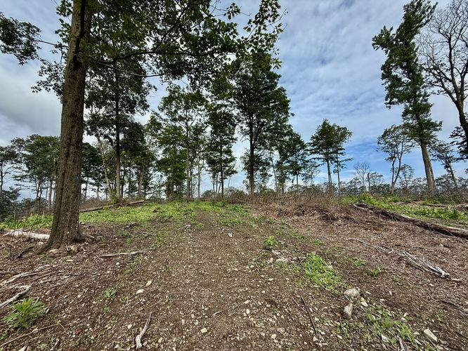 Picture 16 of Ansonia Knob Log Cut July 20 2025