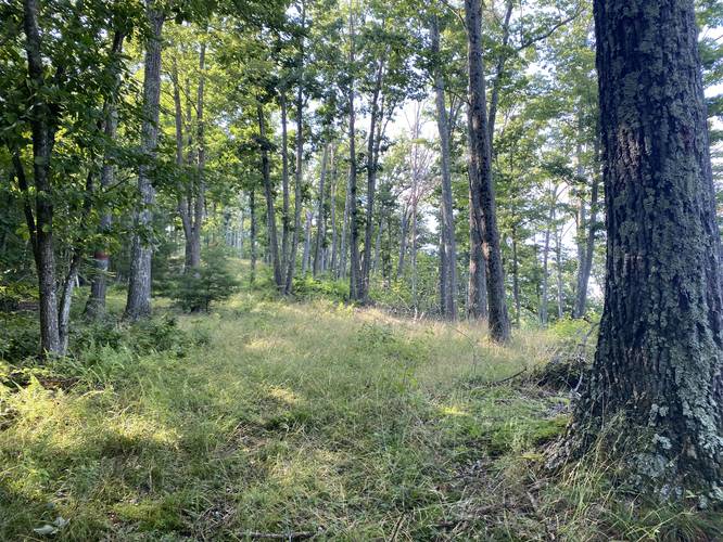 Ansonia Ridge opens up, due to logging circa 2020
