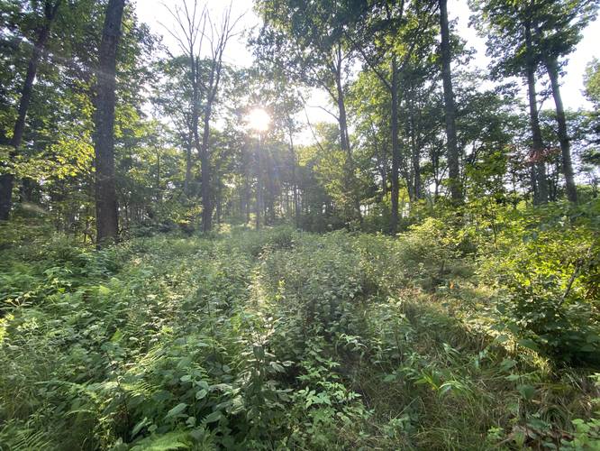 Bushwhacking the Ansonia Ridge Trail