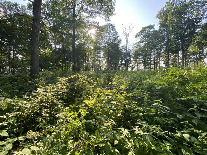 Bushwhacking insane overgrowth to reach the top of the Ansonia Ridge and the Ansonia Ridge Window