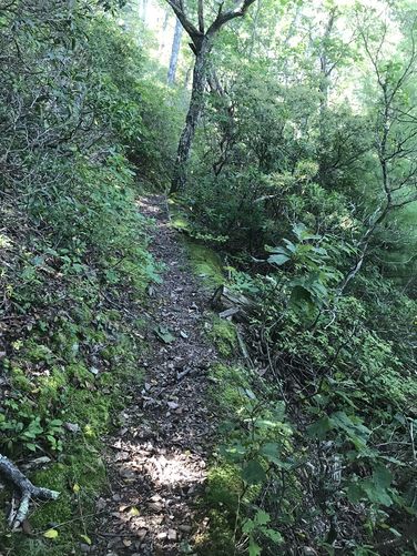 Picture 22 of Anthill and Slate Lick Hike