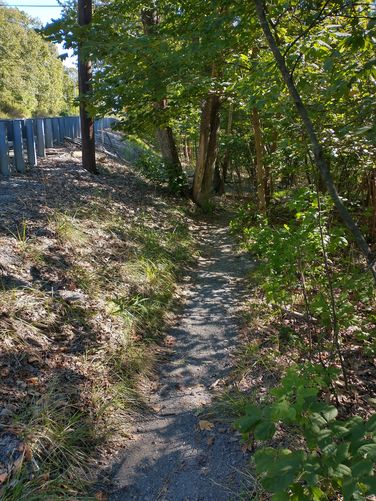 The trail is behind and down beside the guardrail until it veers off to the right into the woods.
