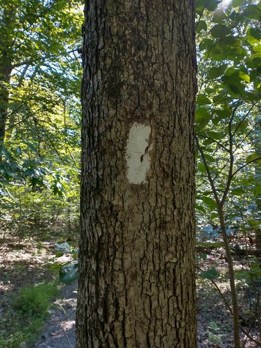 The white blaze of the Appalachian Trail.