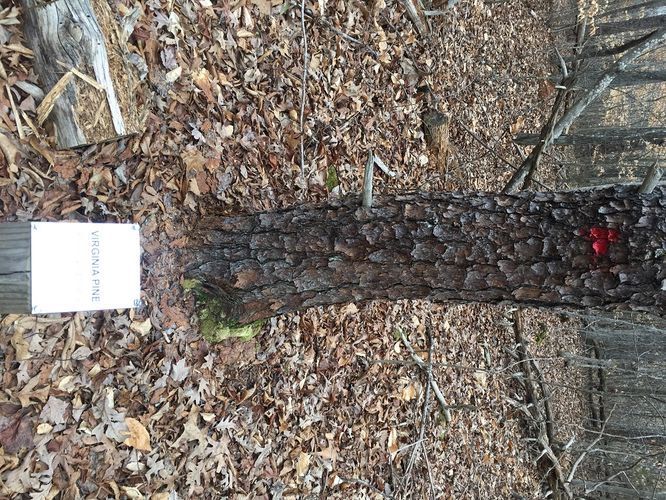 Picture 14 of Appomattox History Trail Hike 012917