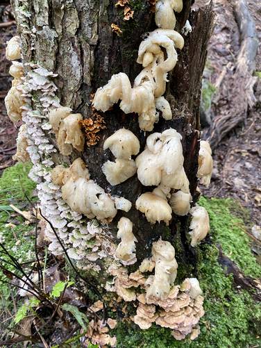 Lots of mushrooms on one stump