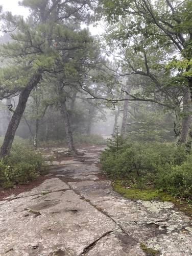 Foggy bedrock of the Escarpment Trail