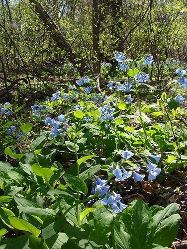 Virginia blue bell wildflowers
