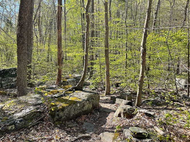 Picture 6 of Ashby Hollow and Rod Hollow Shelter Hike 042021