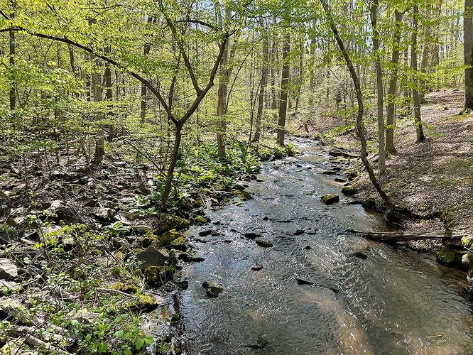 Picture 8 of Ashby Hollow and Rod Hollow Shelter Hike 042021
