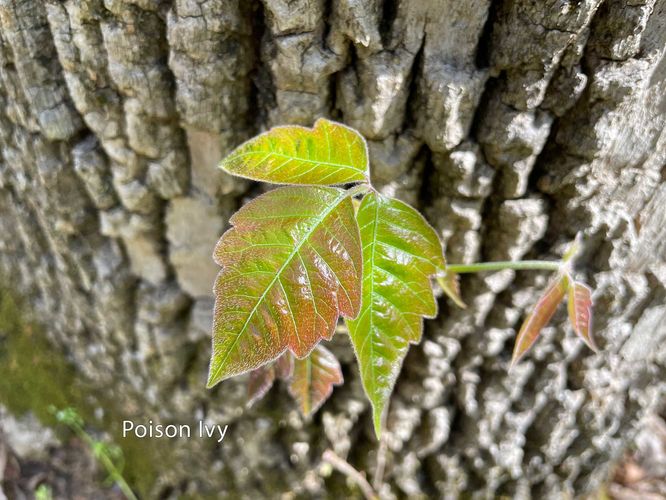 Poison ivy - watch out!