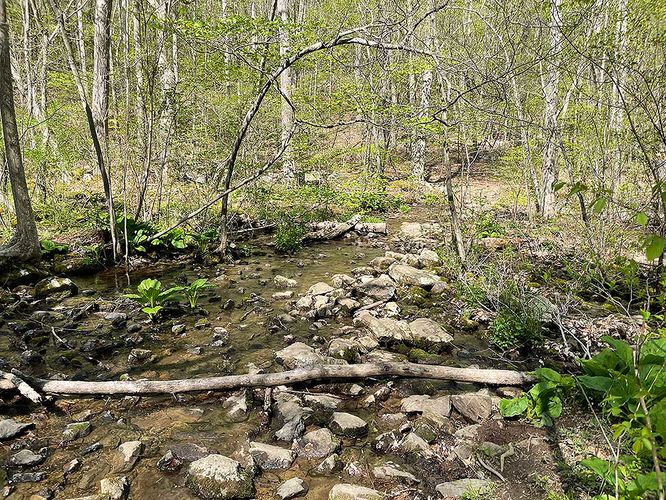 Picture 13 of Ashby Hollow and Rod Hollow Shelter Hike 042021