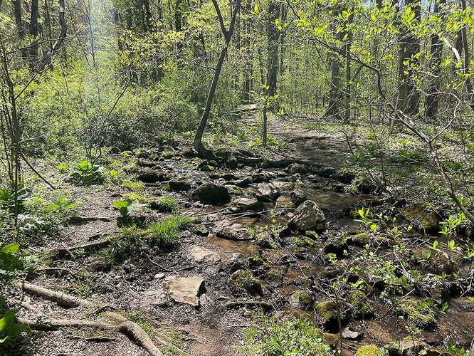 Picture 19 of Ashby Hollow and Rod Hollow Shelter Hike 042021