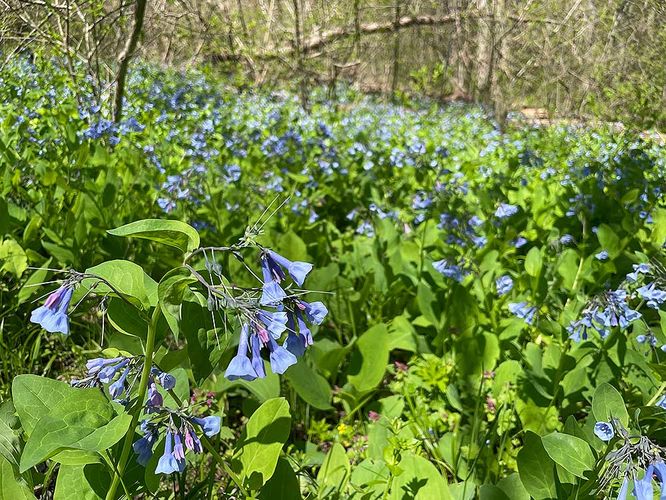 Default image for Ashby Hollow and Rod Hollow Shelter Hike, a 7.5-mile trail in Mount Weather, VA (US)