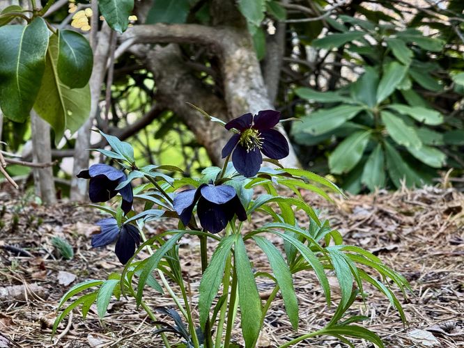 Black hellebore wildflowers