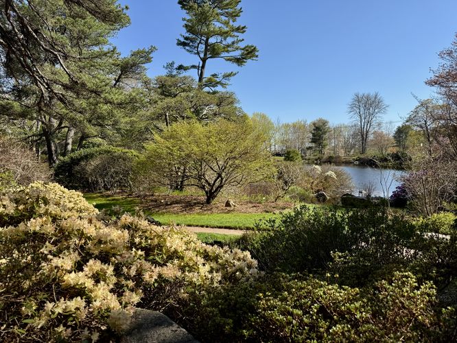 Blooming azaleas with a view of the pond