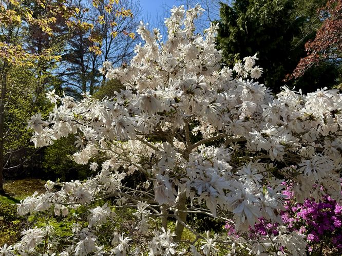 White magnolia tree in bloom