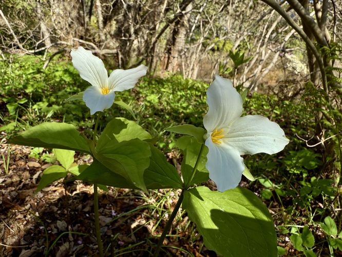 White trillium wildflowers
