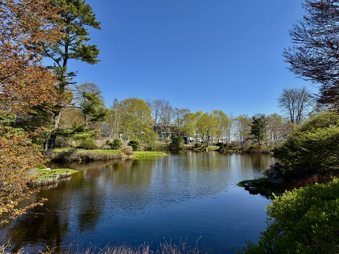 View of the pond