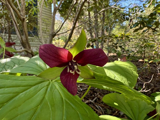 Red trillium wildflowers