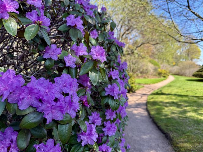 Flowering azalea bush