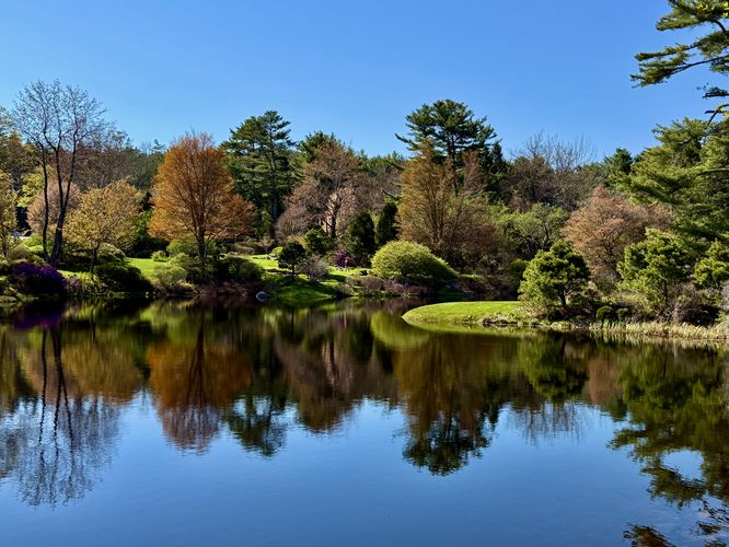 View of the pond at the Asticou Azalea Garden from the south entrance