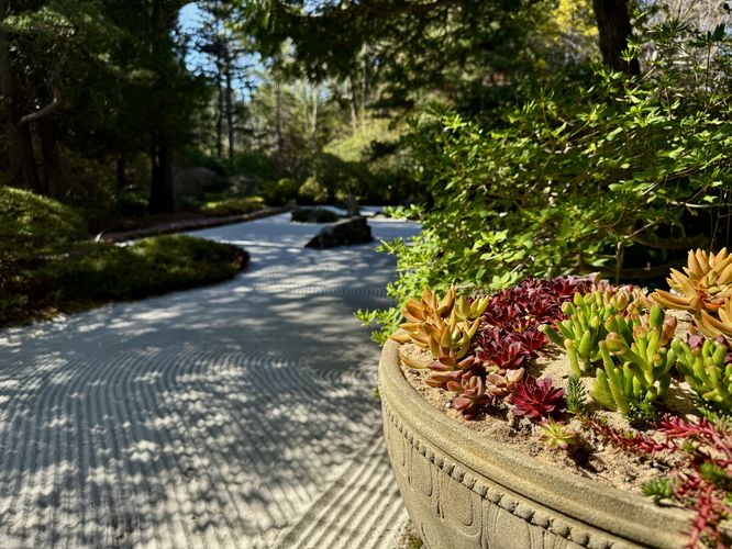 Succulents in a pot alongside the zen garden