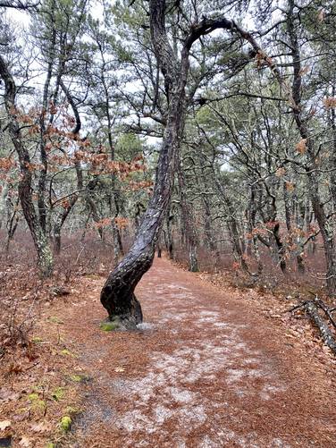 Twisted pines on the Atlantic White Cedar Swamp Trail