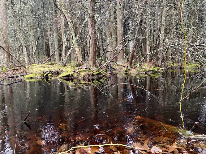 Black-ish red-ish waters of the Atlantic White Cedar Swamp