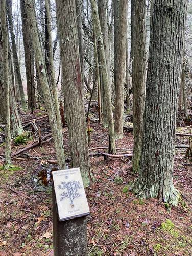 Atlantic White Cedar tree guide