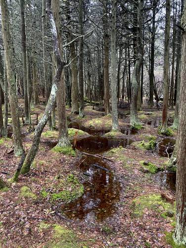 Red-ish waters and moss of th Atlantic White Cedar Swamp